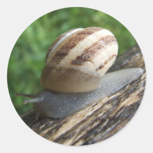 Stickers Snail