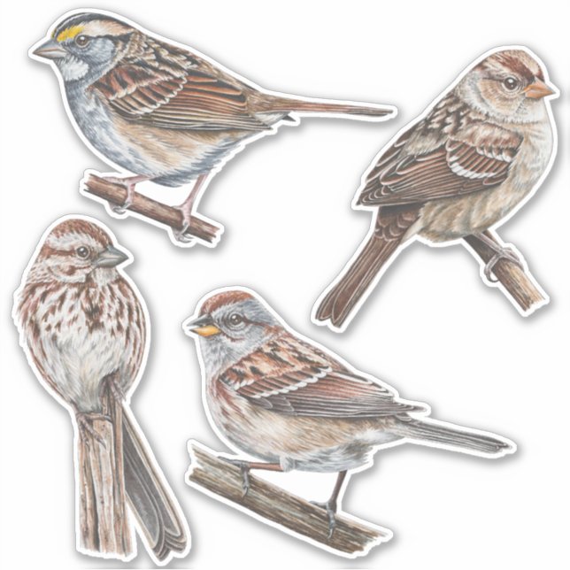 Stickers Sparrow Pack de valeur (Devant)