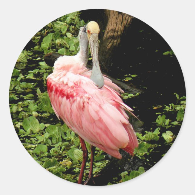 Stickers Spoonbill L'Oiseau Rose (Devant)