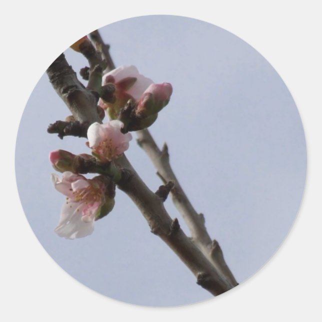 Stickers Spring Blossom (Devant)