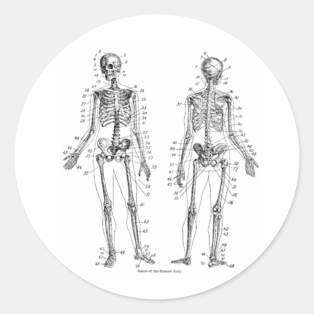 Stickers squelette (Devant)