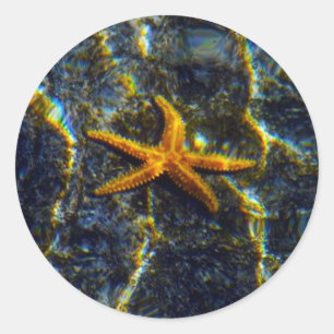 Stickers Starfish