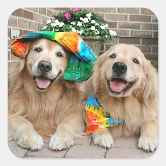 Stickers Super Golden Retriever (Devant)