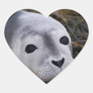 Stickers Sweet Baby Seal
