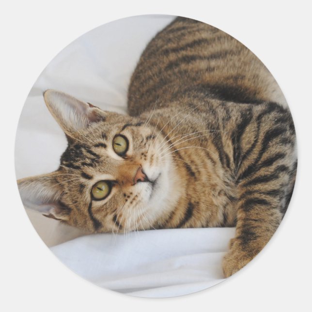 Stickers Tabby Cat (Devant)