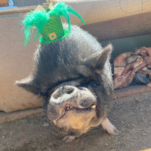 Stickers Taco St. Patrick