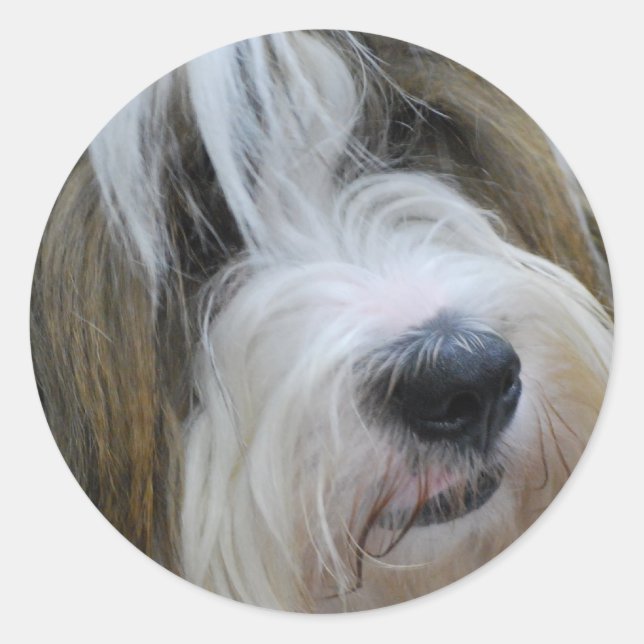 Stickers Terrier Tibétain (Devant)