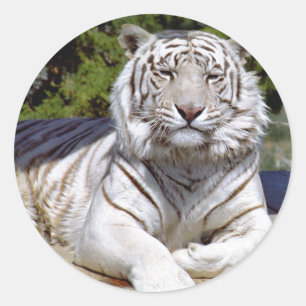 Stickers Tiger blanc 9