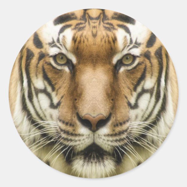 stickers Tiger Close Up (Devant)