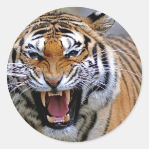 Stickers Tiger en colère