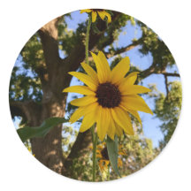 Stickers Tournesol
