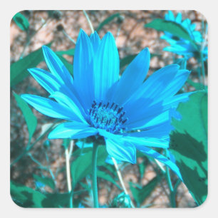 Stickers Tournesol bleu sauvage