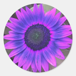 Stickers Tournesol rose N violet