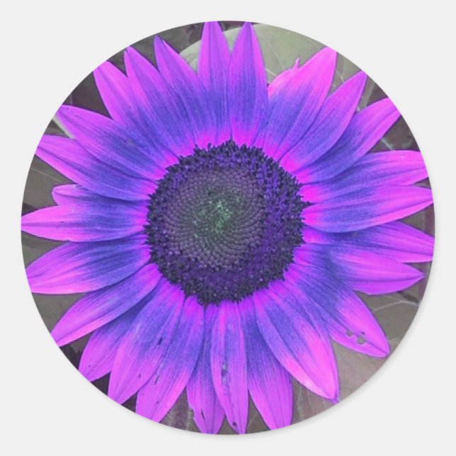 Stickers Tournesol rose N violet (Devant)