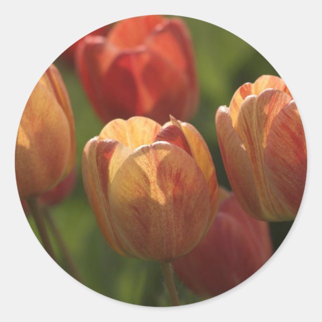 Stickers Tulip Blossoms (Devant)