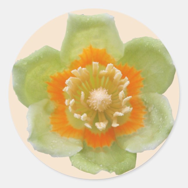 Stickers - Tulipe peuplier Tulipe sur Crème (Devant)