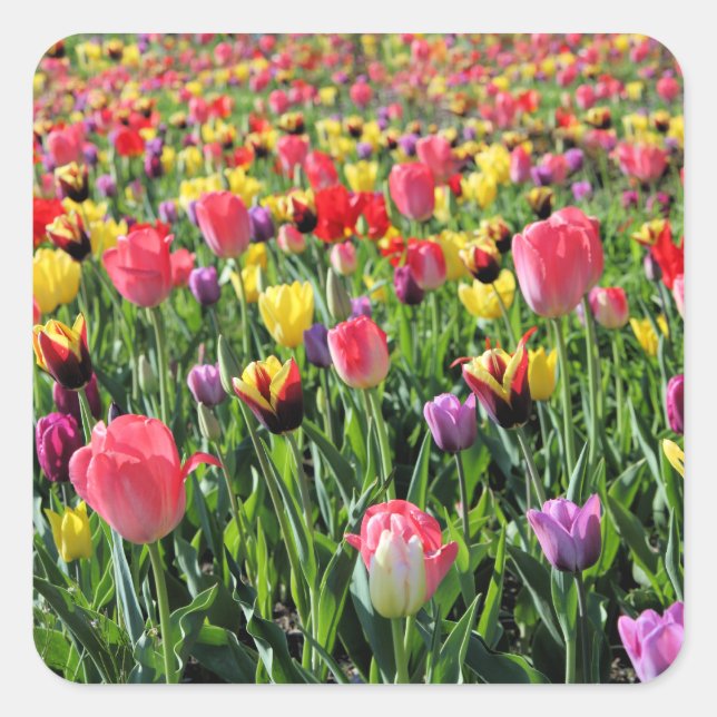 Stickers Tulips (Devant)