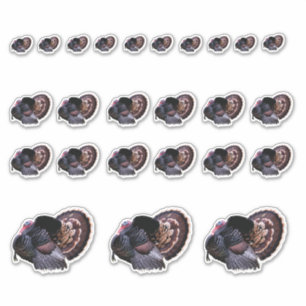 Stickers Turquie sauvage