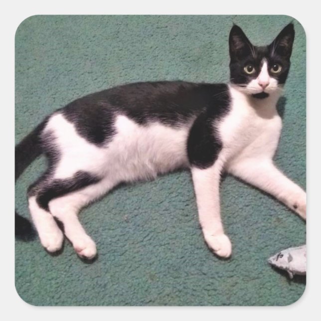 Stickers Tuxedo Cat (Devant)