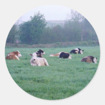 Stickers - Vaches - En Couleur