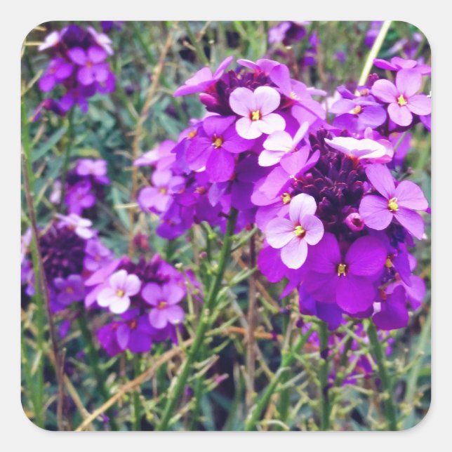 Stickers Wallflower Bowles Mauve #1 (Devant)