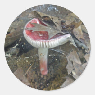 Stickers Web de champignon rouge et de feuilles
