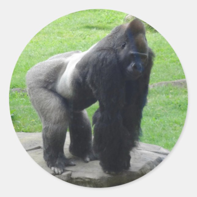 Stickers Western Lowland Gorilla #1 (Devant)