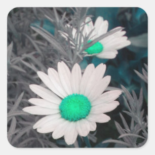 Stickers White Shasta Daisy (avec Aqua)