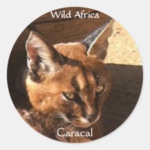 Stickers WildCat CARACAL AFRICAIN