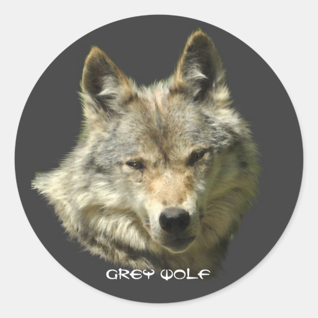 Stickers WILY GRAY WOLF Wildlife (Devant)