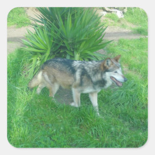 Stickers Wolf gris mexicain #1