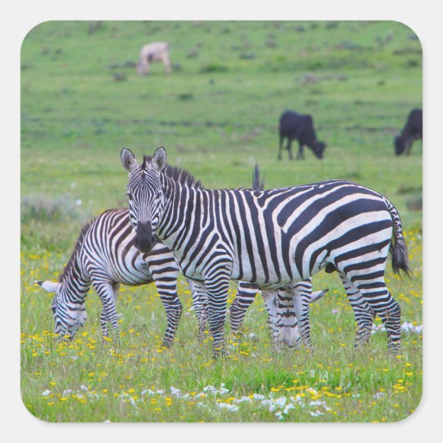 Stickers Zebra Tanzanie (Devant)