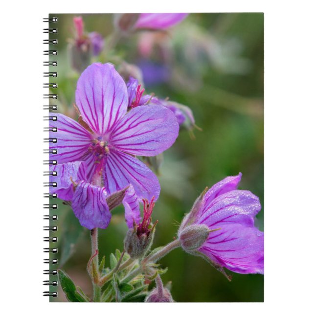 Stickige Wildblumen aus Geranium Notizblock (Vorderseite)