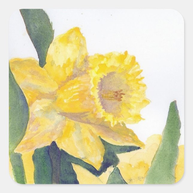 Stickr Yellow Daffodin auf Nantucket Quadratischer Aufkleber (Vorderseite)