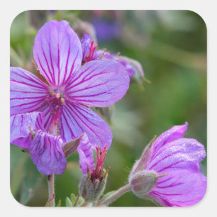 Sticky-Geranium-Wildblumen Quadratischer Aufkleber