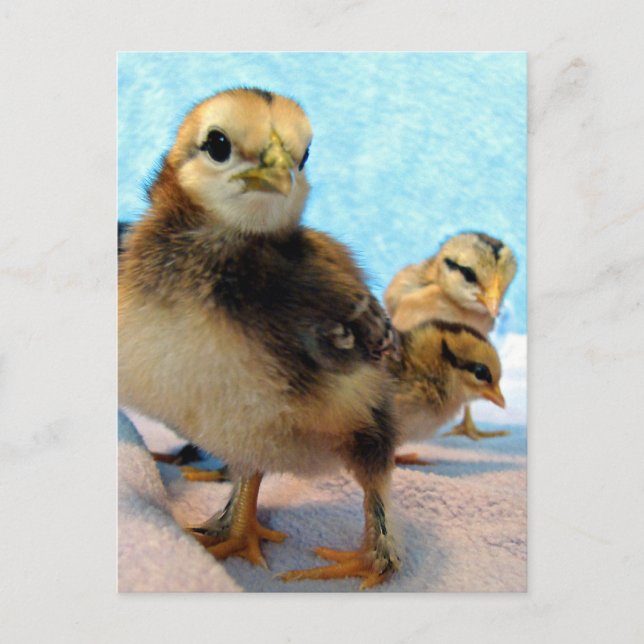 Stiefel und Freunde, Hühner Postkarte (Vorderseite)