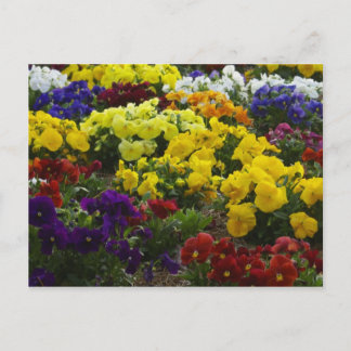 Stiefmütterchen auf Postkarte