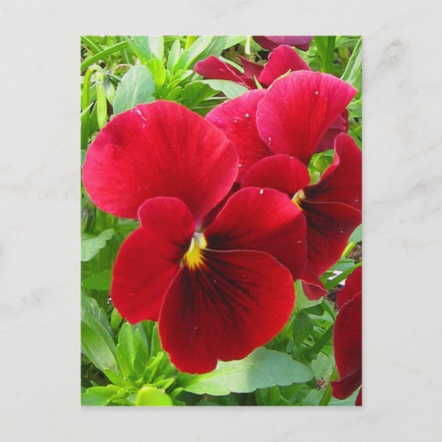 Stiefmütterchen im April Postkarte (Vorderseite)