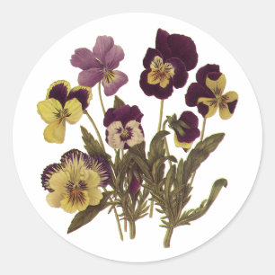 Stiefmütterchen in Blütenpracht, Blumen im Garten Runder Aufkleber