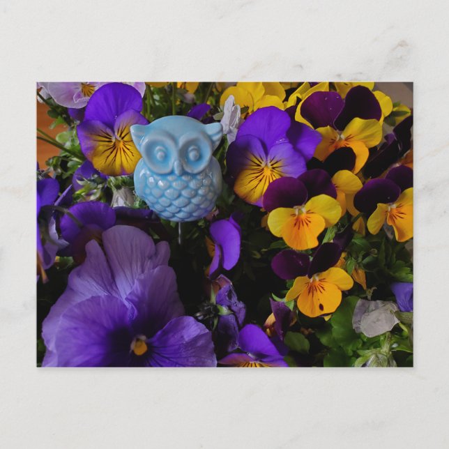 Stiefmütterchen mit Eule-Postkarte Postkarte (Vorderseite)