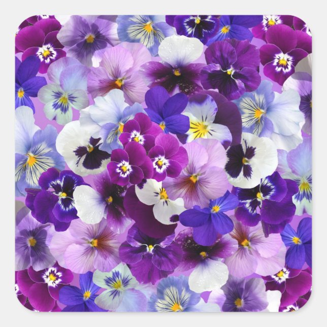 Stiefmütterchen Osterfrühlingsblumen Quadratischer Aufkleber (Vorderseite)