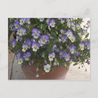 Stiefmütterchen Postkarte