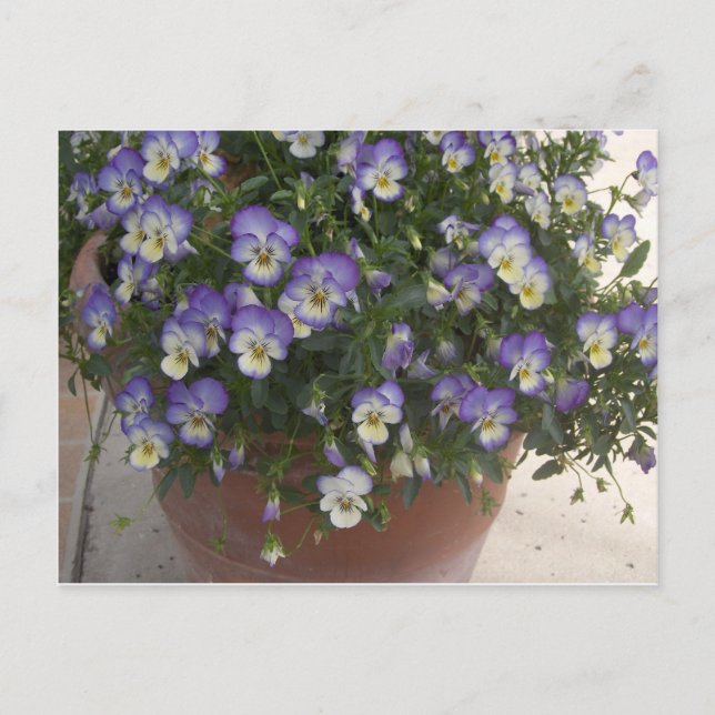 Stiefmütterchen Postkarte (Vorderseite)