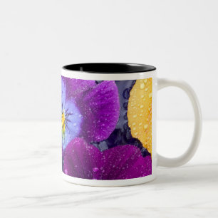 Stiefmütterchenblumen schwimmend im Vogelbad mit T Zweifarbige Tasse