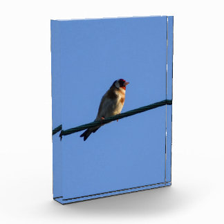 Stieglitz fotoblock