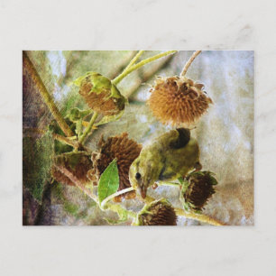 Stieglitz und Sonnenblumen Postkarte