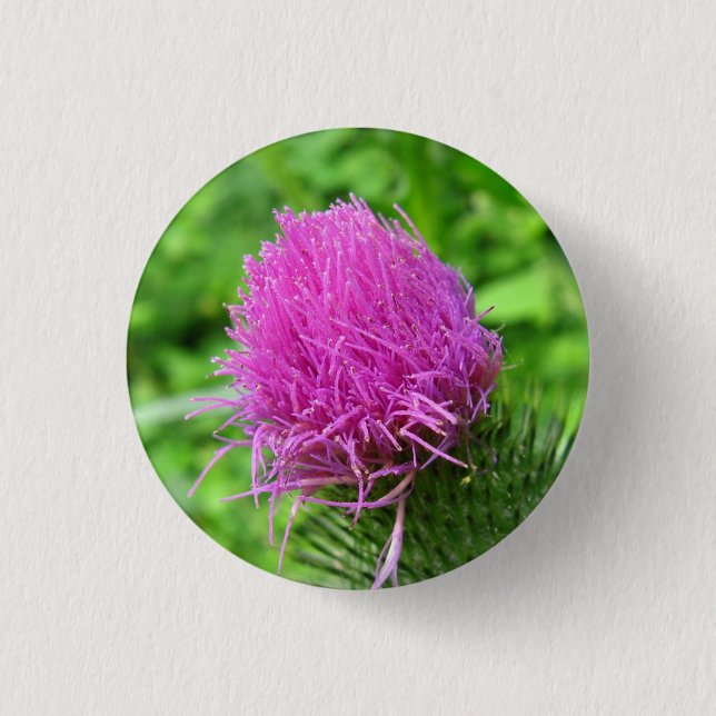 Stier-Distel-Knopf Button (Vorderseite)