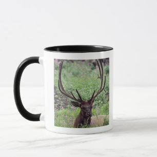 Stier-Elche, die in der alpinen Wiese mit den Tasse