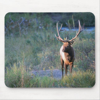 Stier-Elche Mousepad