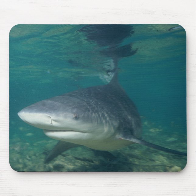 Stier-Haifisch - Carcharhinus leucas Mousepad (Vorne)